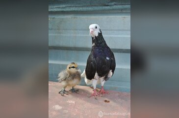 Güvercin civcive sahip çıktı
