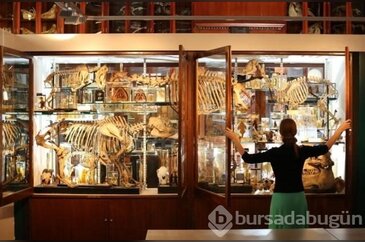 Dünyanın en geniş zooloji müzesi!