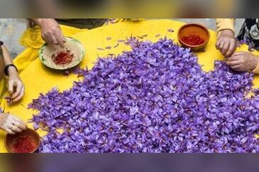 Yılda sadece 30 kilo üretiliyor, kilosu 20 bin TL!