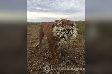 Merak başını derde soktu