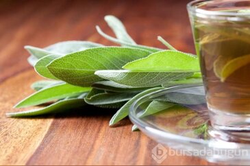 Adaçayının faydaları artıyor