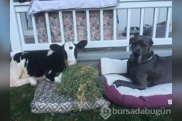 Bu inek kendini köpek sanıyor!