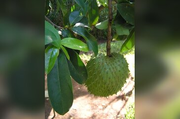 Guanabana meyvesi kanser hastalarına umut oldu