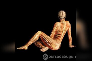 İnsan vücudunu böyle görmediniz