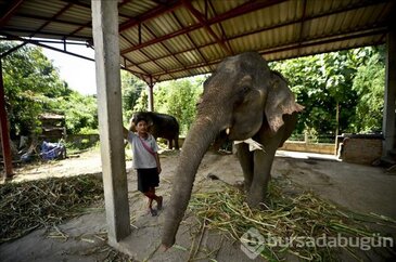 Tayland'ın simgesi: filler