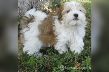 Apartmanda beslenebilen köpek cinsleri