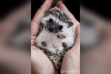 Minik dostlarımızın sevimli dünyası...
