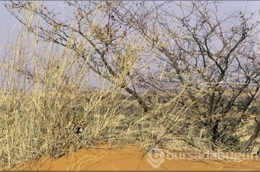 Bu fotoğrafta öyle bir ayrıntı var ki