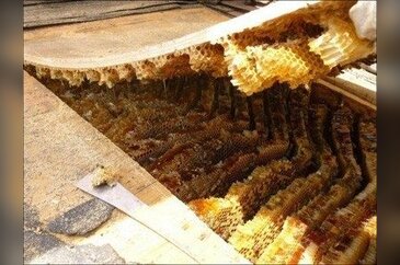 Tavan arasından gelen sesi merak etti ve..