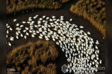Hayvanların inanılmaz göç fotoğrafları
