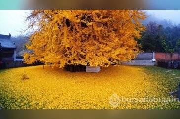 1400 Yıllık Ginkgo Ağacı