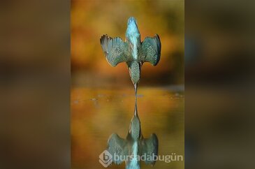 Bu kareyi çekebilmek için 6 yıl uğraştı