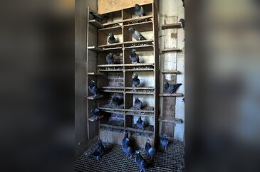Yön bulma ustası "güvercinler"