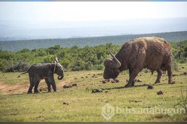 Yavru fil bufaloya kafa tutarsa ne olur?