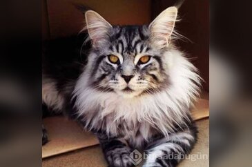 Boyutu ile sınırları zorlayan 23 devasa kedi