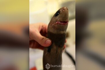 O dünyanın en tehlikelisi