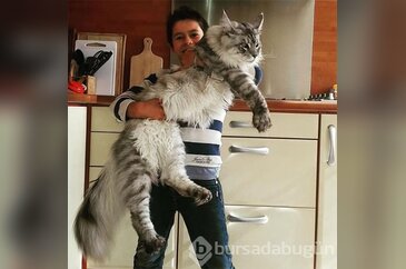 Diğer kediler gözünüze küçük görünecek: İşte Maine Coonlar!