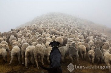 Canla başla çalışan köpekler