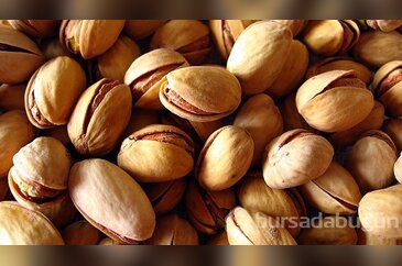 Antep fıstığı üzerine yapılan araştırmadan bakın ne çıktı...