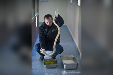 Yılanlara süt banyosu