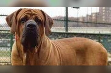 Dünyanın en güçlü köpeği o çıktı