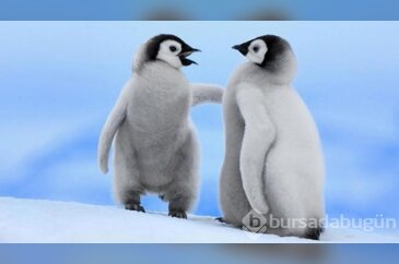 Paytak penguenlerin en güzel fotoğrafları