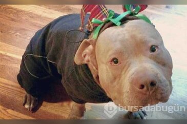 Saldırganlıkla ünlü Pitbull'ların en masum halleri