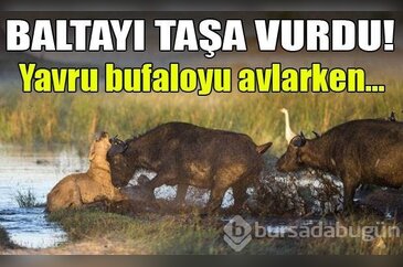 Hayvanlar dünyasından vahşi kareler!