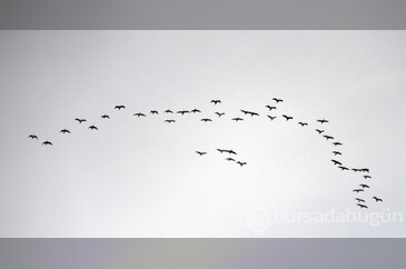 Göçmen kuşlar Tuzla Sulak Alanı'na akın ediyor