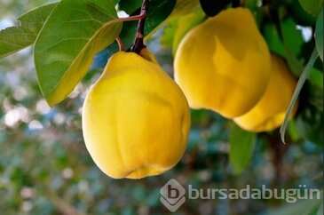 Ayvayı balla karıştırın! Öyle bir etkisi var ki...