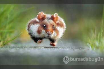 2015'in en komik hayvan fotoğrafları