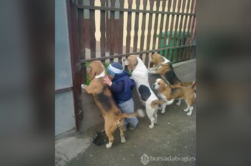 Her çocuğun bir evcil hayvanla birlikte büyümesi gerektiğinin 20 ka...