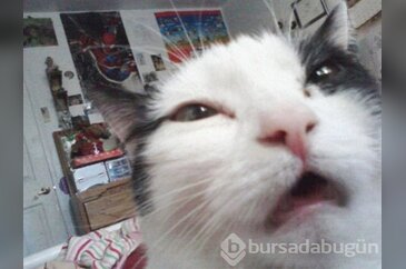 Selfie ustası kediler!