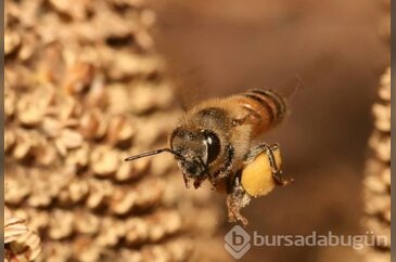 Dünyanın en güçlü antioksidan kaynağı: Propolis