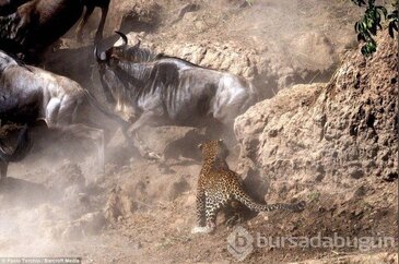 Leopar öküz başlı antilobu böyle avladı!