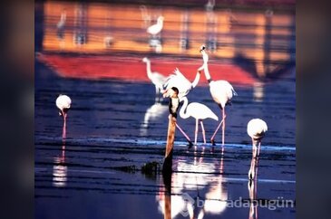 Flamingolardan tablo gibi manzara