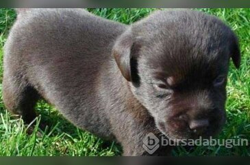 İki yıl köpek sanıp besledi...