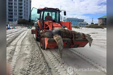 Günün ilginç kareleri
