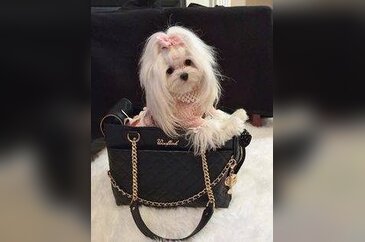 En süslü köpekler
