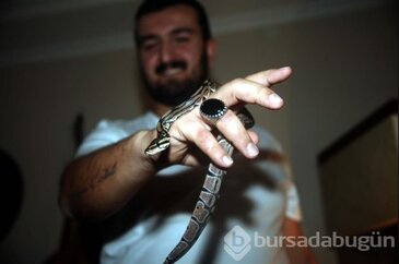 Evinde piton besliyor