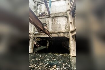İşgalci balıklar alışveriş merkezinde koloni kurdu!
