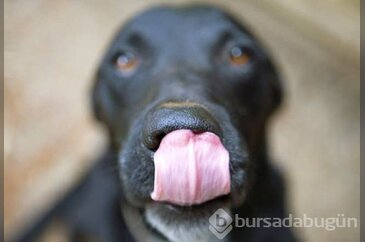 Köpeklerinizi bu yiyeceklerden uzak tutun 