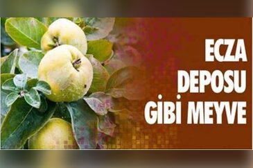 Ayva gribe karşı birebir!