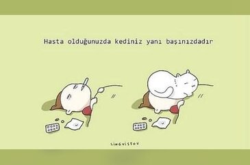 Kedilerin hayatımıza kattığı 21 şey