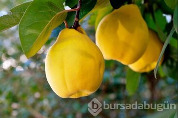 Ayva balla karıştırılıp tüketildiğinde bakın ne oluyor?
