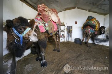 Bu develer ev fiyatına satılıyor