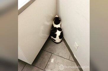 Saklanma olayını pek beceremeyen 15 kedi