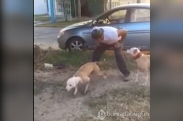 Böyle köpek gördünüz mü?
