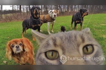 Hayvanlar tarafından çekilmiş 8 selfie
