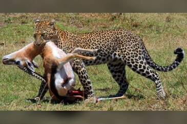 Leoparın inanılmaz taktiği
